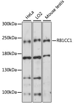 RB1CC1 / CC1 Antibody