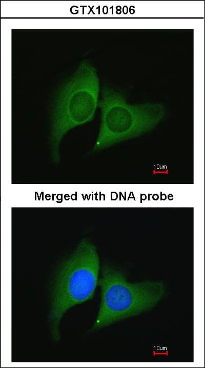 ERH Antibody (aa1-86)