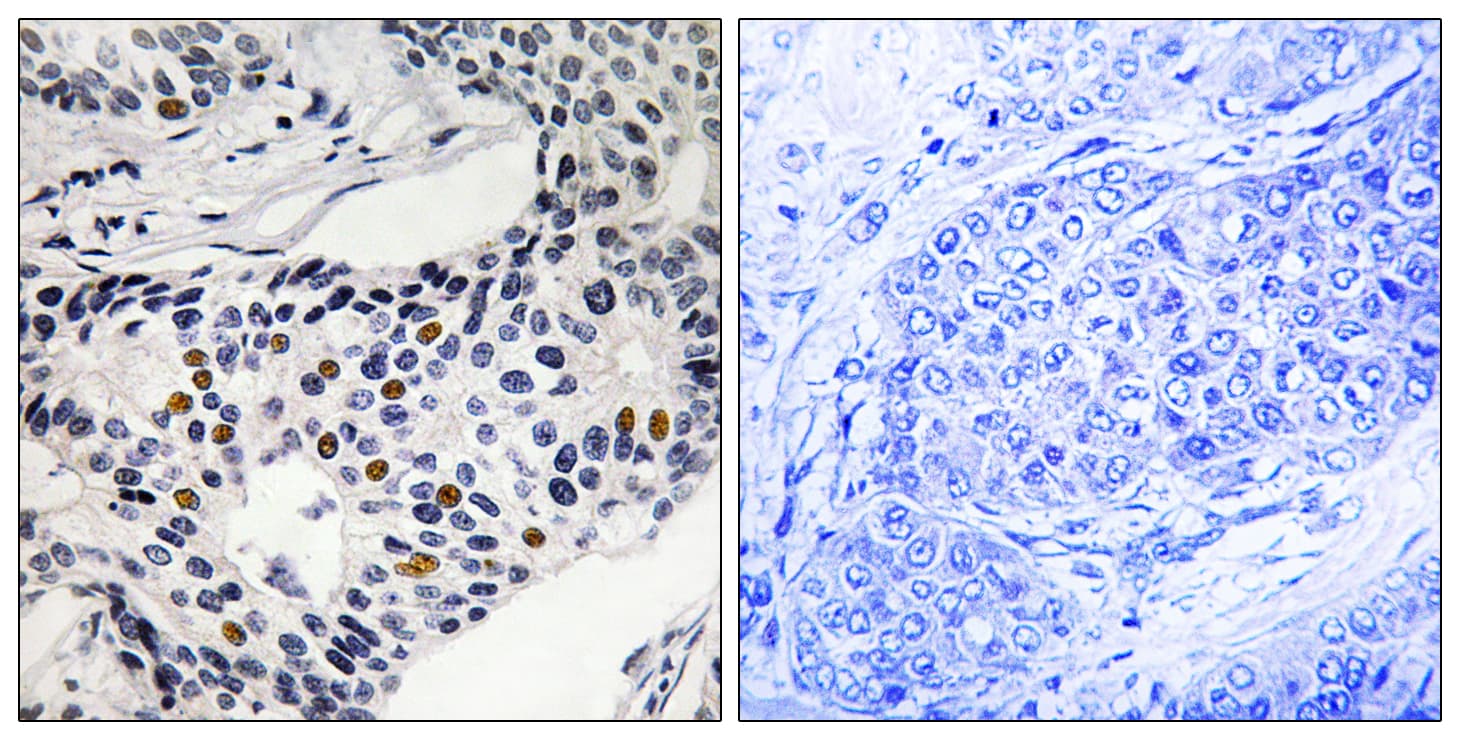 WEE1 Antibody (phospho-Ser53)
