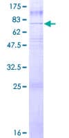 Human GPR50 Protein (Recombinant GST)