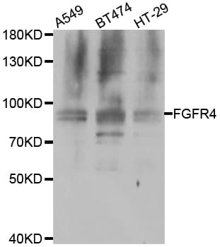 FGFR4 Antibody