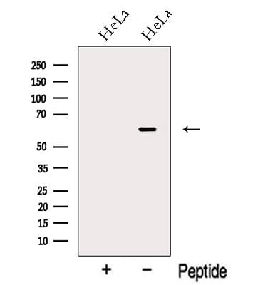 NUCB1 / Nucleobindin Antibody