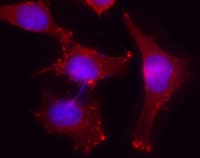 IHC-plus™ ACTB / Beta Actin Antibody (N-Terminus)