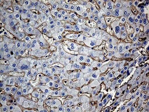 Monoclonal Mouse anti-Human GNA14 Antibody (clone OTI3E8, aa31-348, IHC, WB)