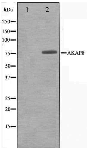 AKAP8 / AKAP95 Antibody