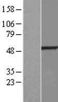 BMP10 Protein (Over-Expression Lysate Myc-DDK (Flag))