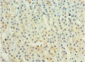 IFNL1 / IL29 Antibody (aa20-200)