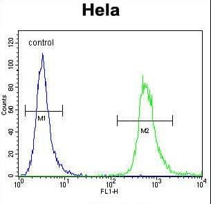 Polyclonal Rabbit anti-Human WDR3 Antibody (aa208-236, WB)