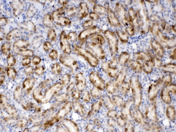 THPO / TPO / Thrombopoietin Antibody