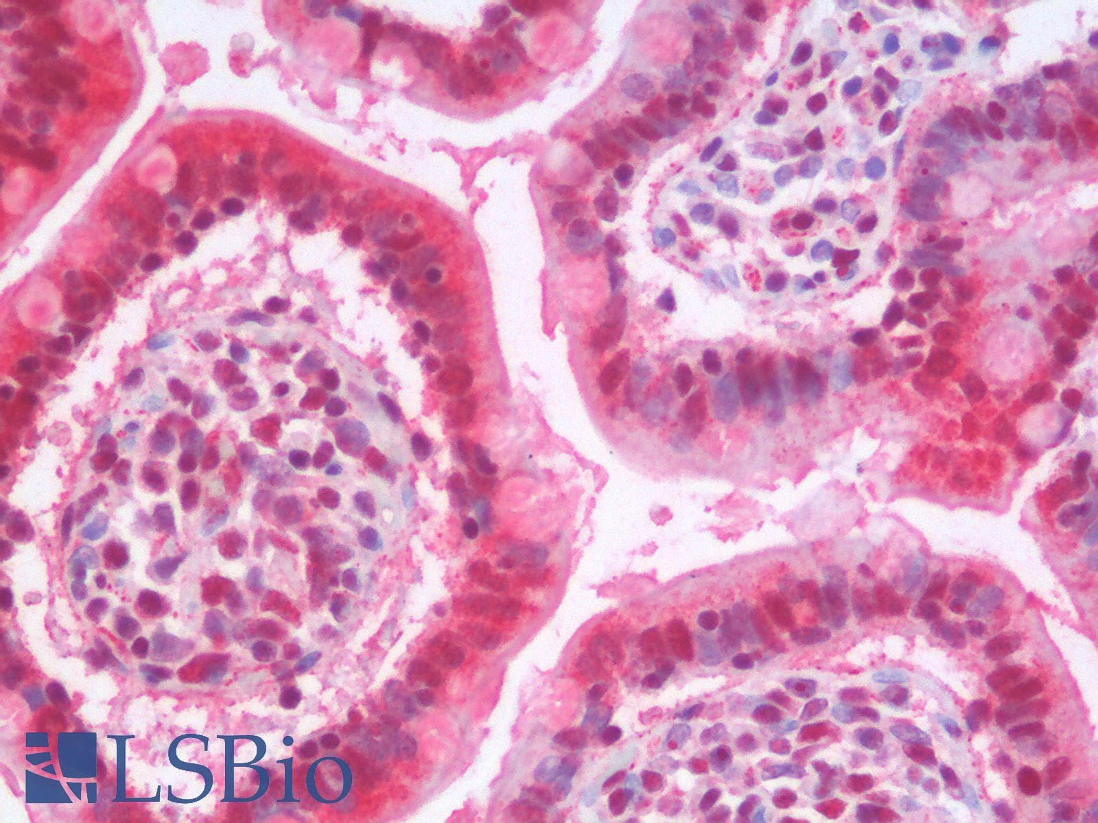 IHC-plus™ PTEN Antibody