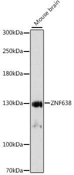 Polyclonal Rabbit anti-Human ZNF638 Antibody (WB)