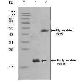 APOO / Apolipoprotein O Antibody (clone 2F1)