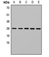 SPR Antibody