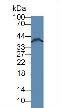 FKBPL Antibody