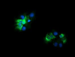 CD19 Antibody (clone OTI1F2)