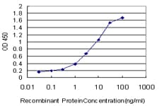 BRAF / B-Raf Antibody (clone 3C6)