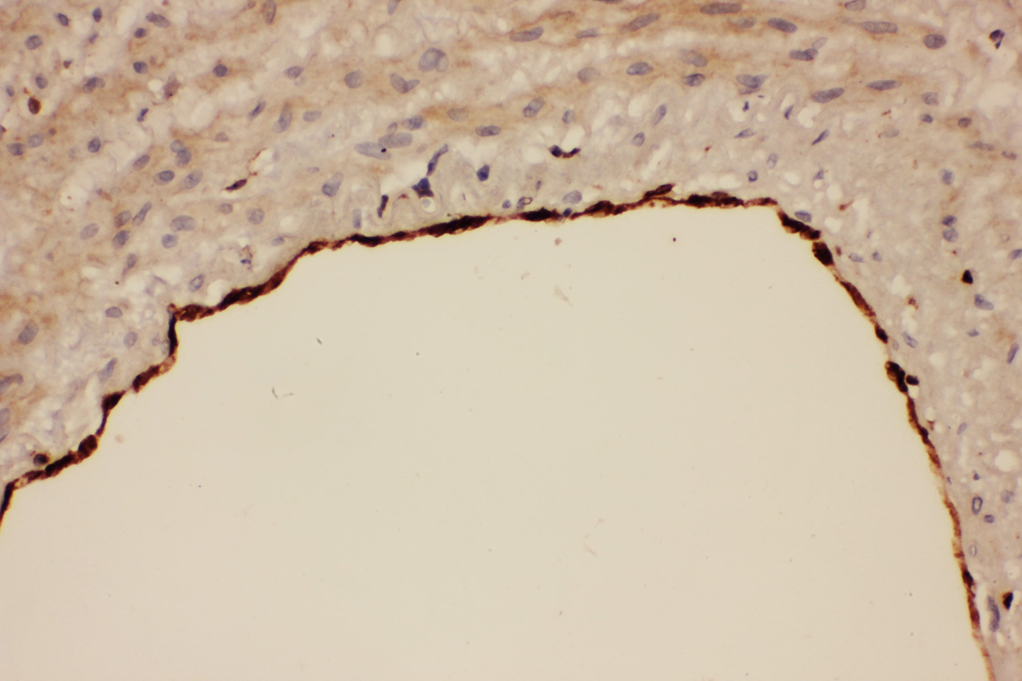 PTGS1 / COX-1 Antibody (aa318-599)