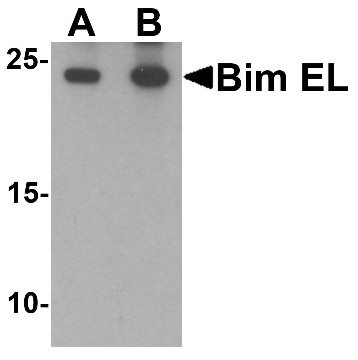 Polyclonal Rabbit anti-Human BCL2L11 / BIM Antibody (IF, WB)