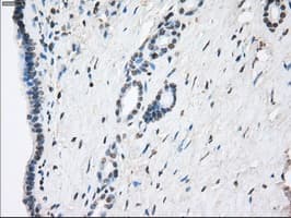 GBP2 Antibody (clone OTI4E5)