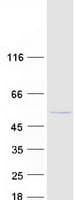 Human TUBG2 / Tubulin Gamma 2 Protein (Recombinant Myc-DDK (Flag))