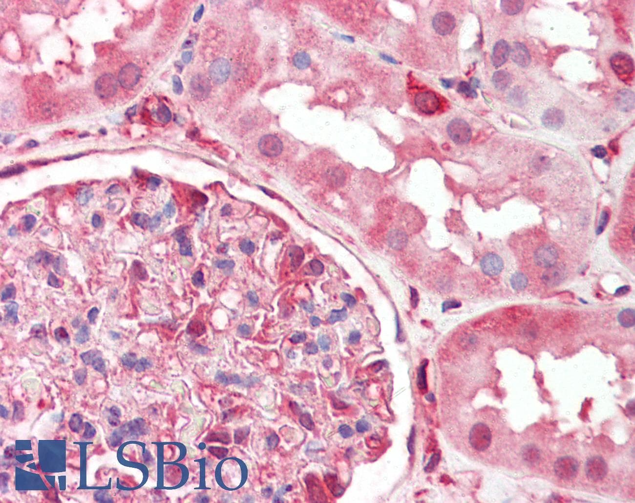 IHC-plus™ Monoclonal Mouse anti-Human DPYSL2 / CRMP2 Antibody (clone 33CT11.40.3, aa463-492, IHC, WB)