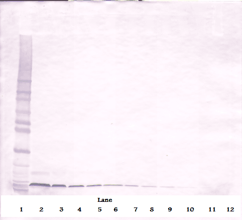 SDF1 / CXCL12 Antibody