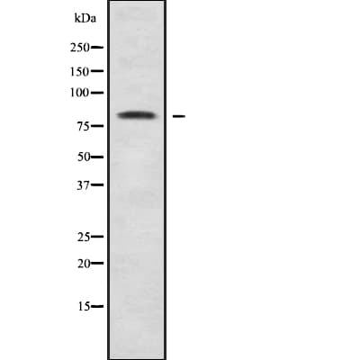 Polyclonal Rabbit anti-Human OLFML2B Antibody (IF, WB)