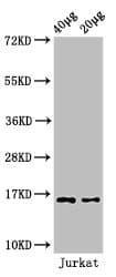 HIST1H3A Antibody