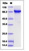 Mouse PREP / Prolyl Endopeptidase Protein (Recombinant His,N-terminus)