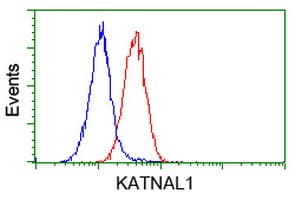 KATNAL1 Antibody (clone OTI6A4)