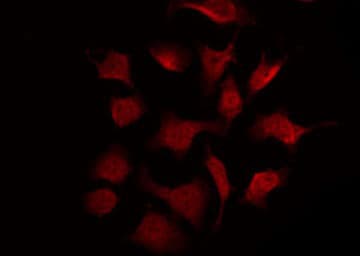 SYK Antibody