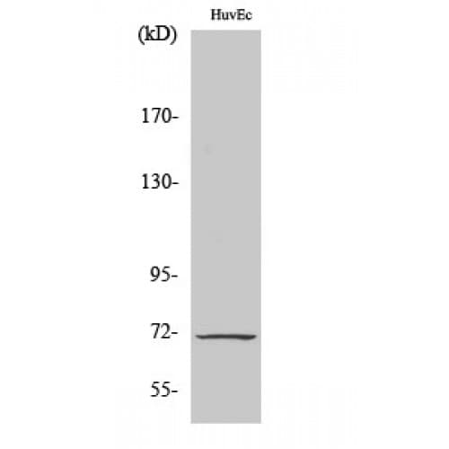 Polyclonal Rabbit anti-Human PTGS1 / COX-1 Antibody (520-600 aa, C-terminal, IHC, WB)