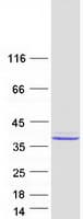 Human PEG1 / MEST Protein (Recombinant Myc-DDK (Flag))