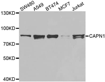 CAPN1 / Calpain 1 Antibody