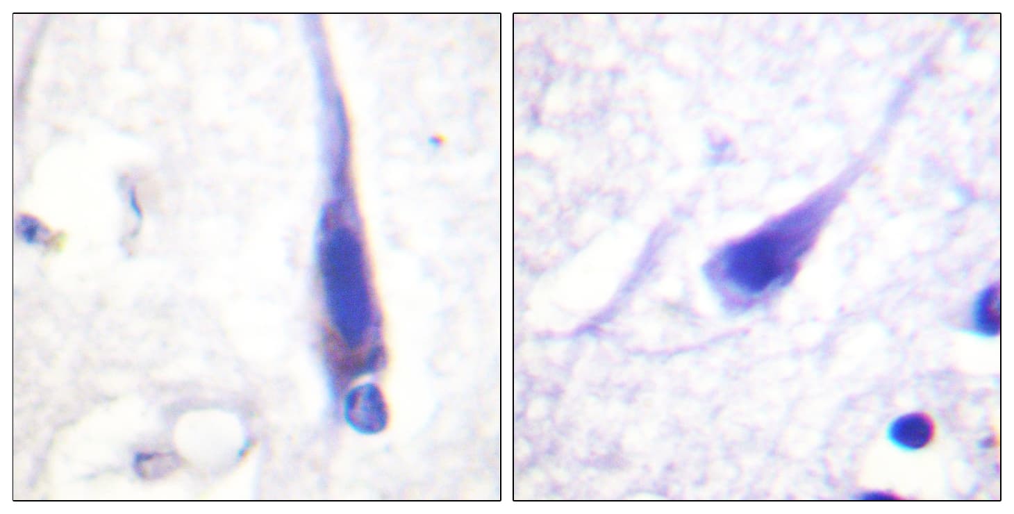 Calmodulin Antibody (aa46-95)