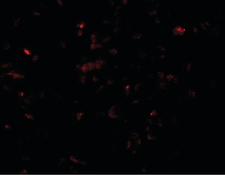 IHC-plus™ SCRN3 Antibody
