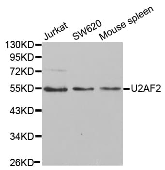 U2AF2 / U2AF65 Antibody