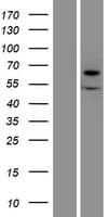XYLB Protein (Over-Expression Lysate Myc-DDK (Flag))