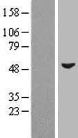 ZIC3 Protein (Over-Expression Lysate Myc-DDK (Flag))