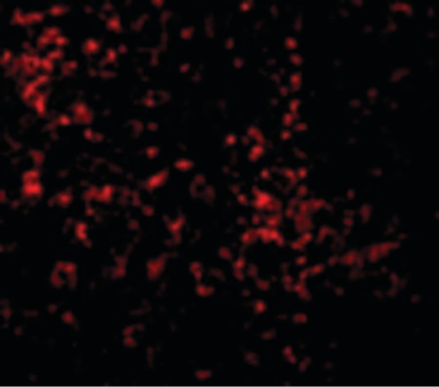 IHC-plus™ TLR9 Antibody