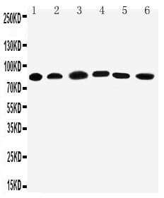 PCSK1 Antibody (aa726-740)