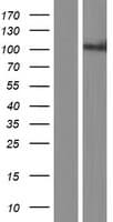 PCDHA8 Protein (Over-Expression Lysate Myc-DDK (Flag))