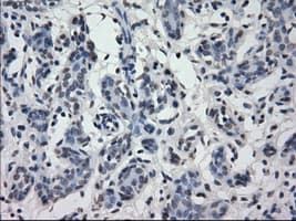 Monoclonal Mouse anti-Human IRF3 Antibody (clone OTI2G3, IHC, IF, WB)