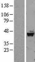 Human STK17B / DRAK2 Protein (Over-Expression Lysate Myc-DDK (Flag))