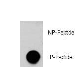 AKT3 Antibody (phospho-Ser472)