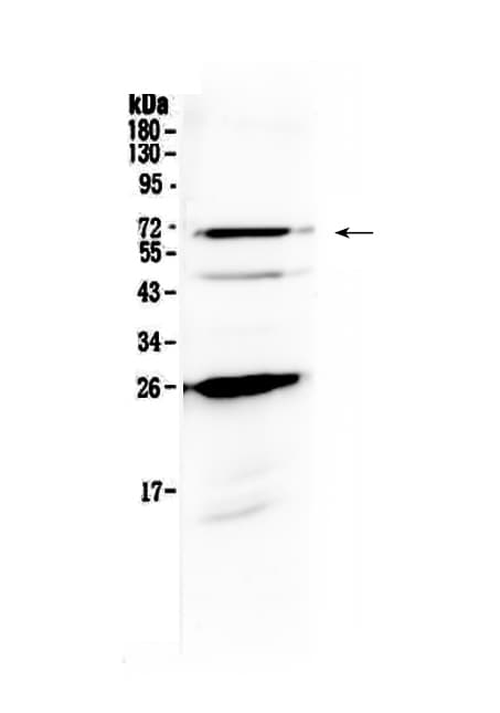 SLC7A3 / CAT-3 Antibody