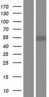 TMEM5 Protein (Over-Expression Lysate Myc-DDK (Flag))