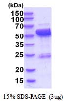Human LAP3 Protein (Recombinant His)
