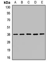 OCIAD1 Antibody