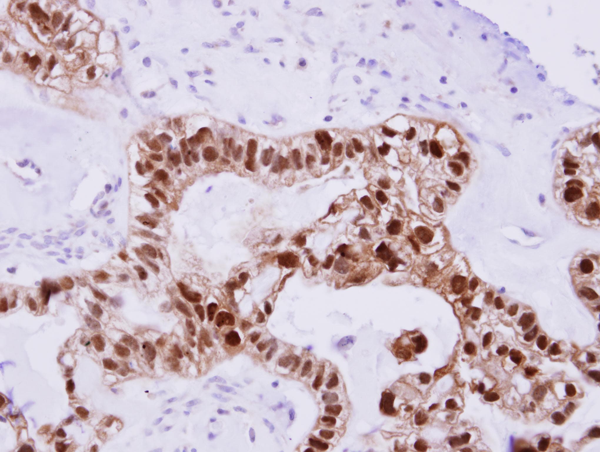 DNAJB2 Antibody (aa1-238)